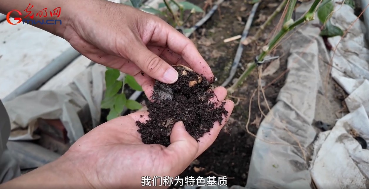 砥砺奋进七十载 天山南北谱华章丨沙漠里长水稻，有啥不一样