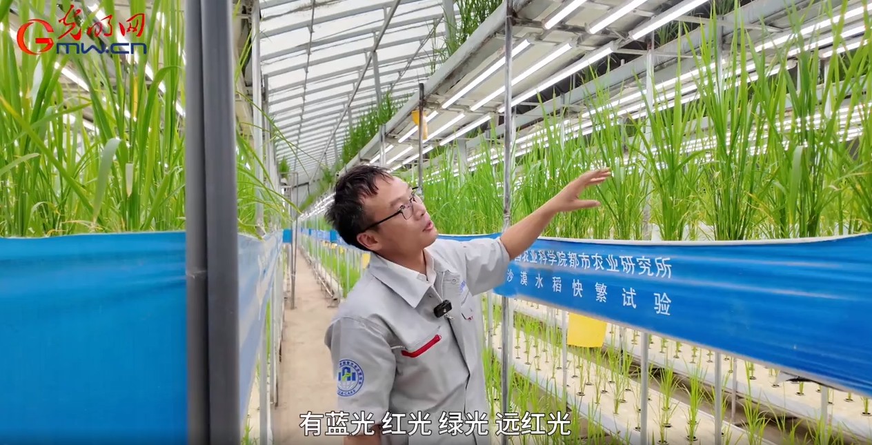 砥砺奋进七十载 天山南北谱华章丨沙漠里长水稻，有啥不一样