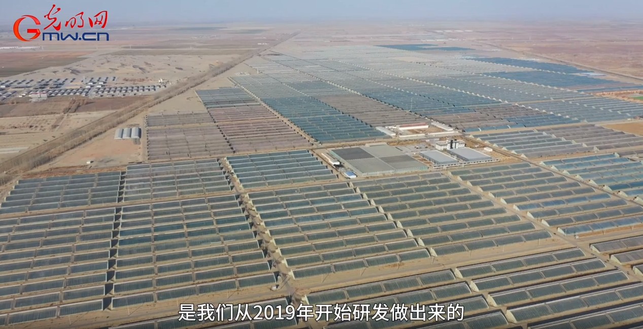 砥砺奋进七十载 天山南北谱华章丨沙漠里长水稻，有啥不一样