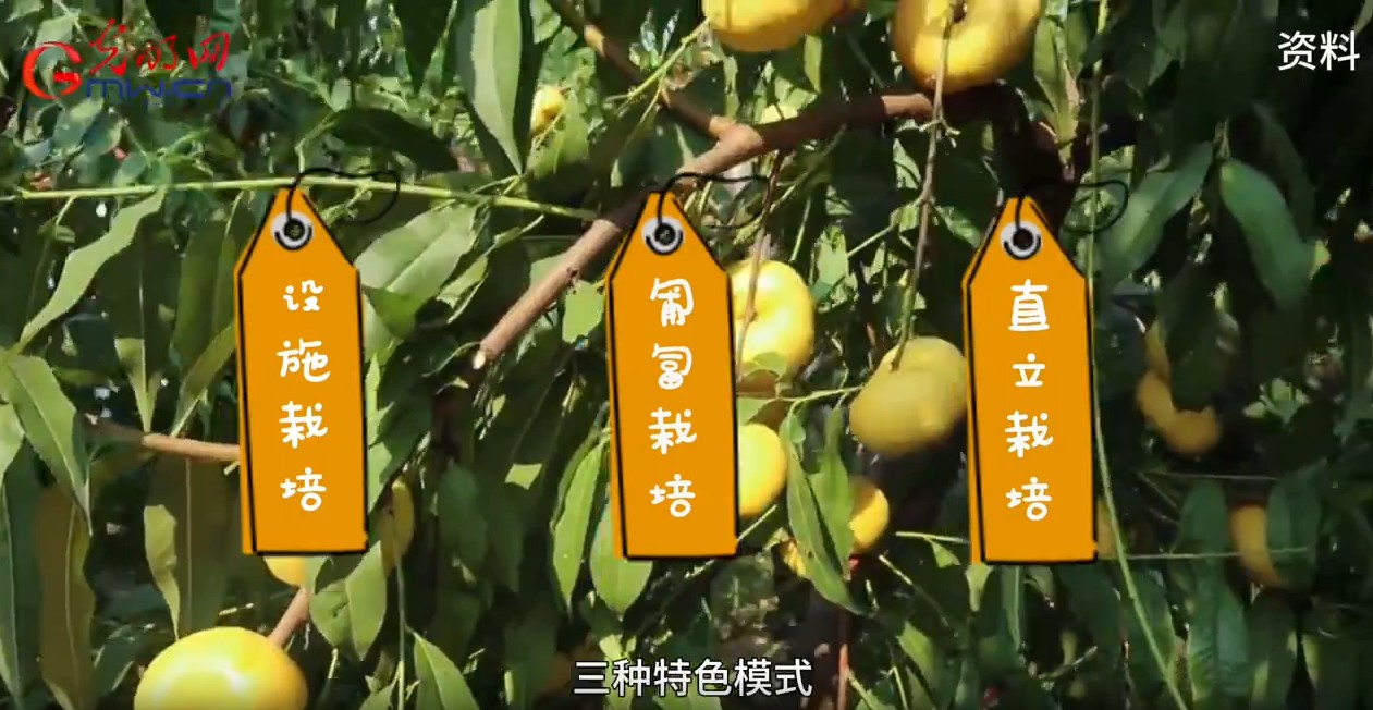 砥砺奋进七十载 天山南北谱华章丨天山脚下的甜蜜事业