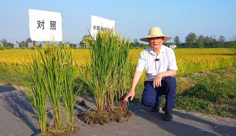 二十载磨一剑，“菌医生”让沃土藏金