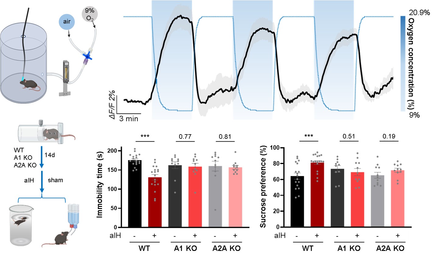 《自然》杂志：氯胺酮抗抑郁之谜，被“腺苷”破解了