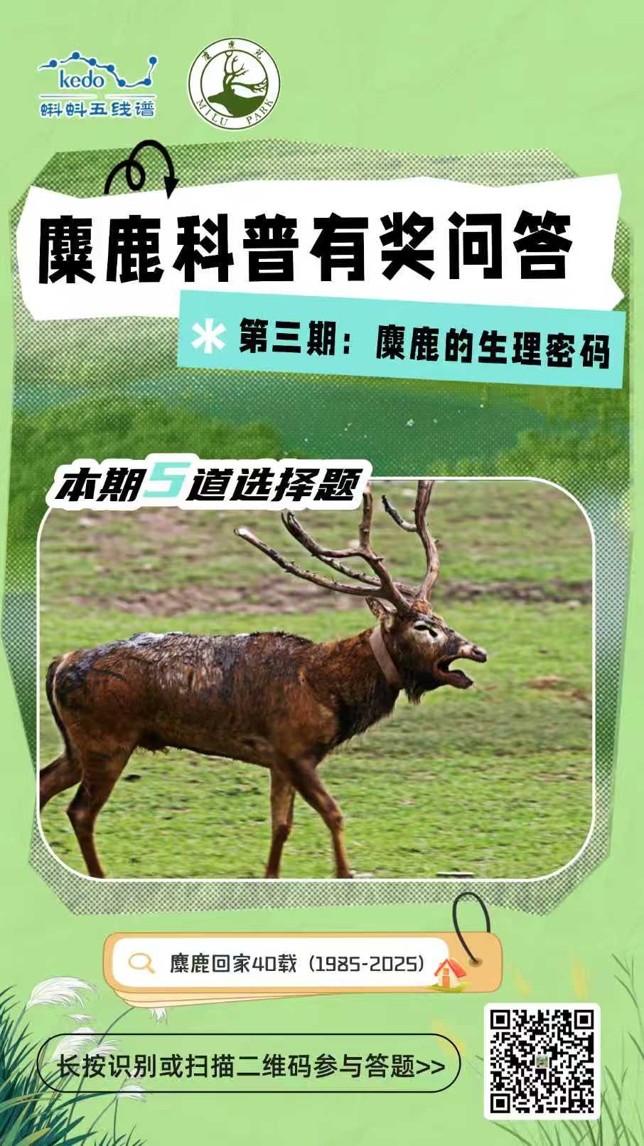 探秘麋鹿生理密码！蝌蚪五线谱麋鹿科普问答第三期来了