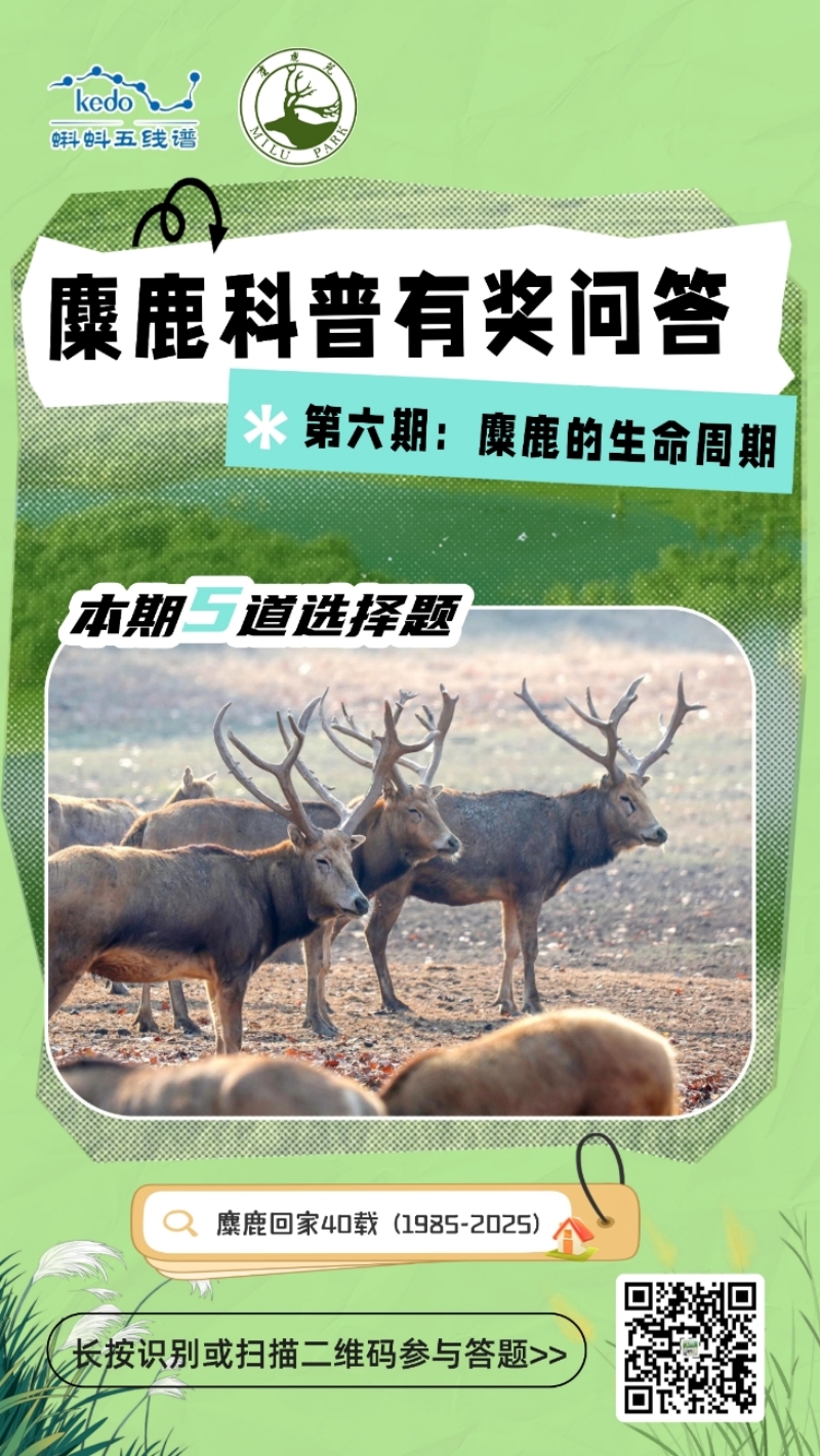 解锁麋鹿生存密码！蝌蚪五线谱麋鹿科普有奖问答第六期上线