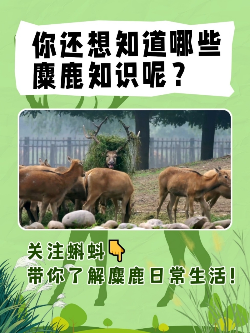 解锁麋鹿生存密码！蝌蚪五线谱麋鹿科普有奖问答第六期上线