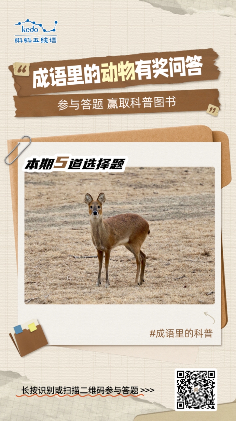 鸟兽虫鱼，古今共识——蝌蚪五线谱带你探索成语中的动物奥秘！