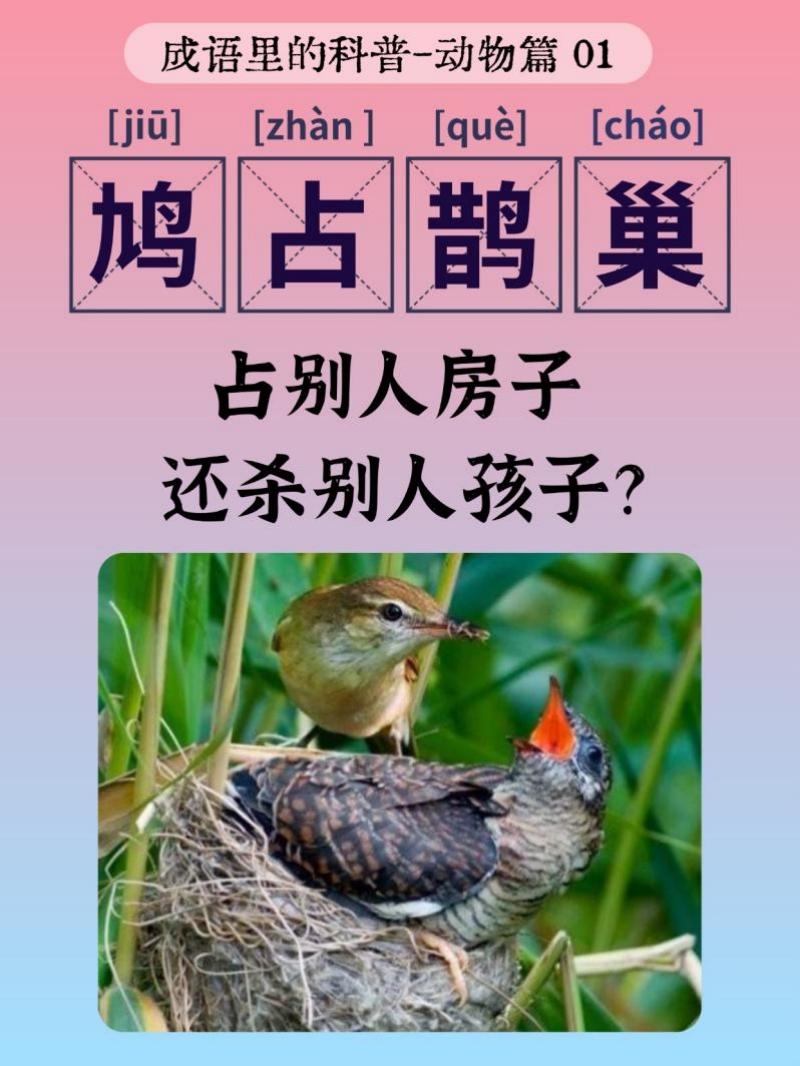 鸟兽虫鱼，古今共识——蝌蚪五线谱带你探索成语中的动物奥秘！