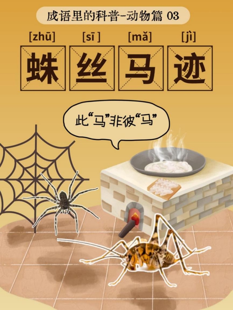 鸟兽虫鱼，古今共识——蝌蚪五线谱带你探索成语中的动物奥秘！