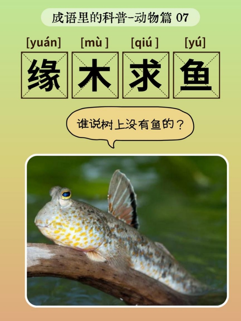 鸟兽虫鱼，古今共识——蝌蚪五线谱带你探索成语中的动物奥秘！