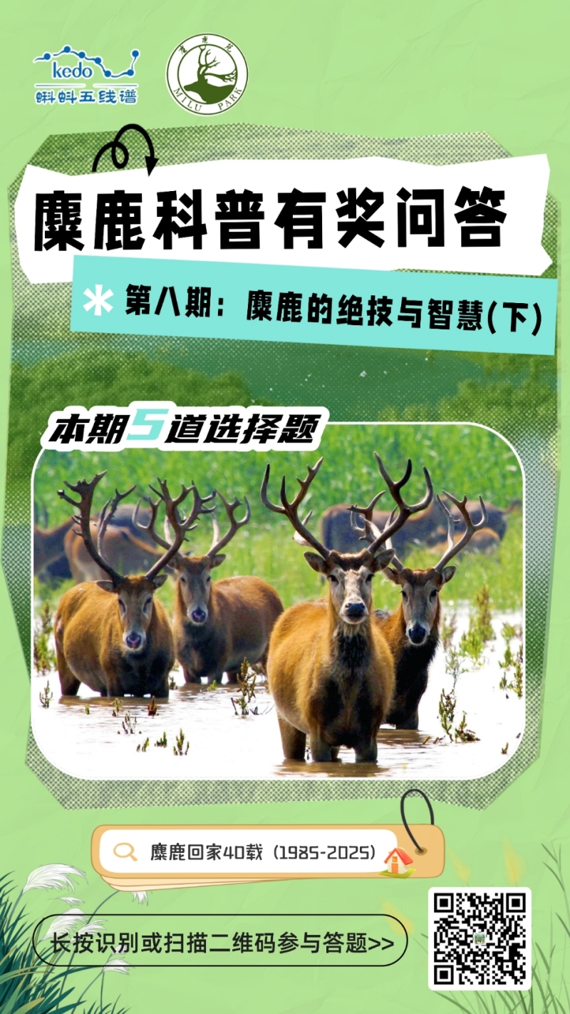 揭秘麋鹿湿地生存智慧！蝌蚪五线谱麋鹿科普有奖问答第八期上线