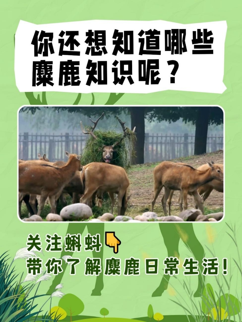 解码麋鹿文化基因！蝌蚪五线谱麋鹿科普有奖问答第九期上线
