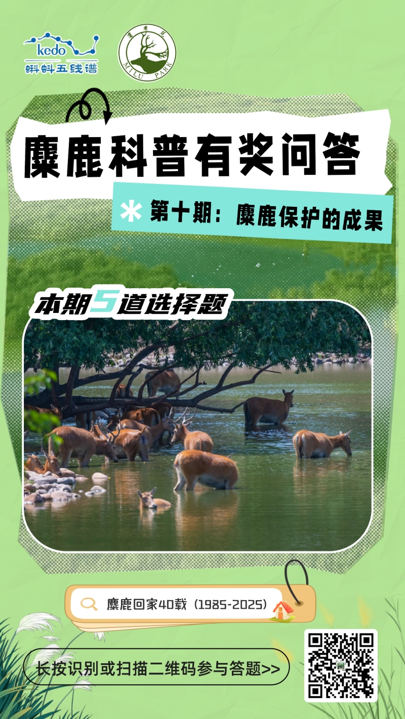 见证麋鹿守护奇迹！蝌蚪五线谱麋鹿科普问答第十期上线