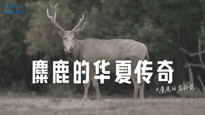 共赴四十年生命之约 蝌蚪五线谱全媒体矩阵推出麋鹿回归科普盛典