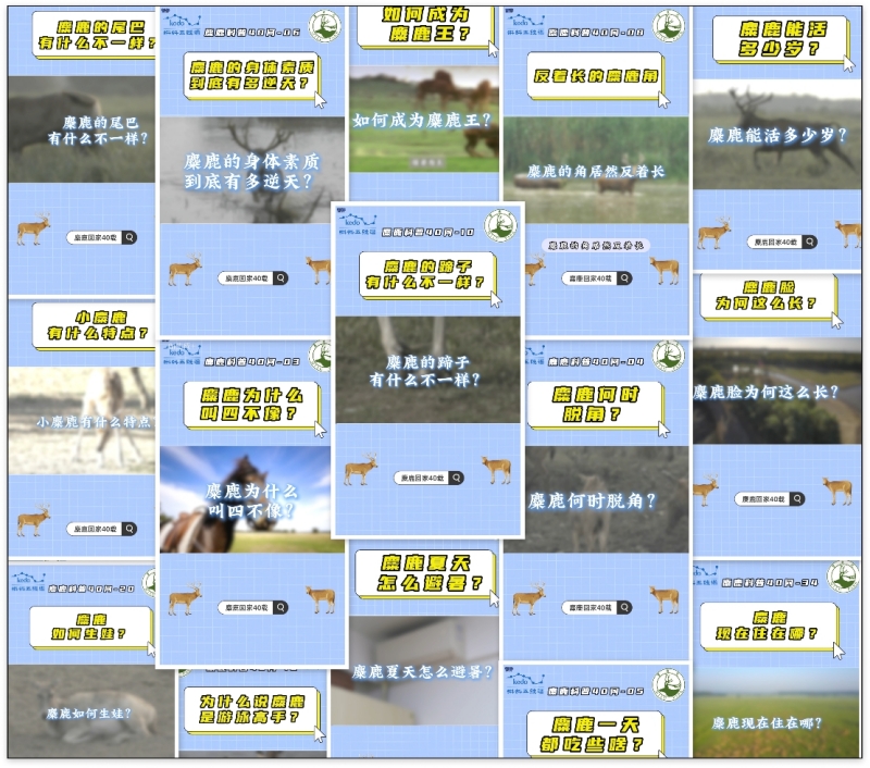 共赴四十年生命之约 蝌蚪五线谱全媒体矩阵推出麋鹿回归科普盛典