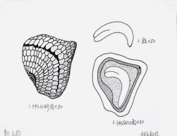 凝驻生命微迹，贯通科学之眼——植物种子博物绘图的多维科学价值