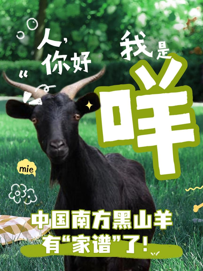 人，你好，我是咩，我终于知道自己的“家族密码”啦！