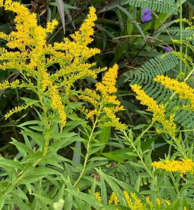 加拿大一枝黄花“变形记”