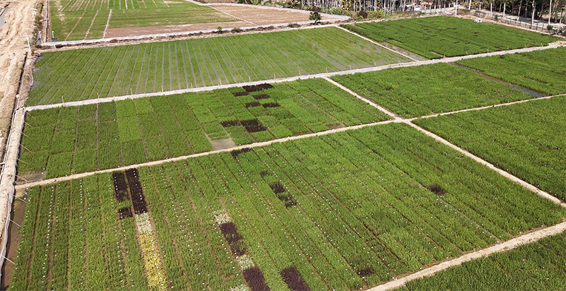 新春走基层｜田埂上，南繁人许下新年心愿