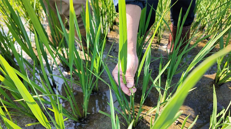 新春走基层｜田埂上，南繁人许下新年心愿