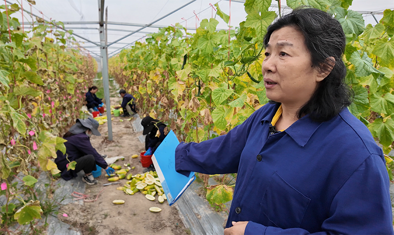 新春走基层｜南繁田间的“选瓜人”