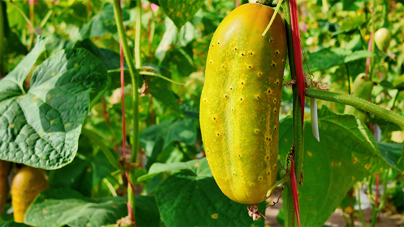 新春走基层｜南繁田间的“选瓜人”