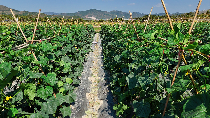 新春走基层｜南繁田间的“选瓜人”