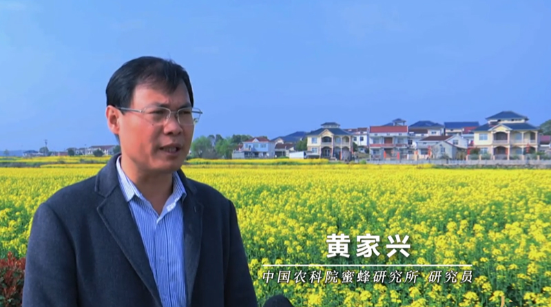 亩增近300元!蜜蜂授粉让50万亩油菜提质增产 亩增近300元!蜜蜂授粉让50万亩油菜提质增产