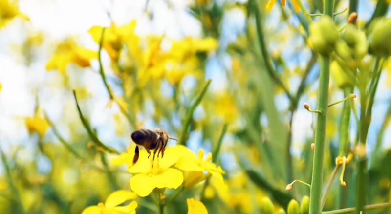 亩增近300元!蜜蜂授粉让50万亩油菜提质增产 亩增近300元!蜜蜂授粉让50万亩油菜提质增产