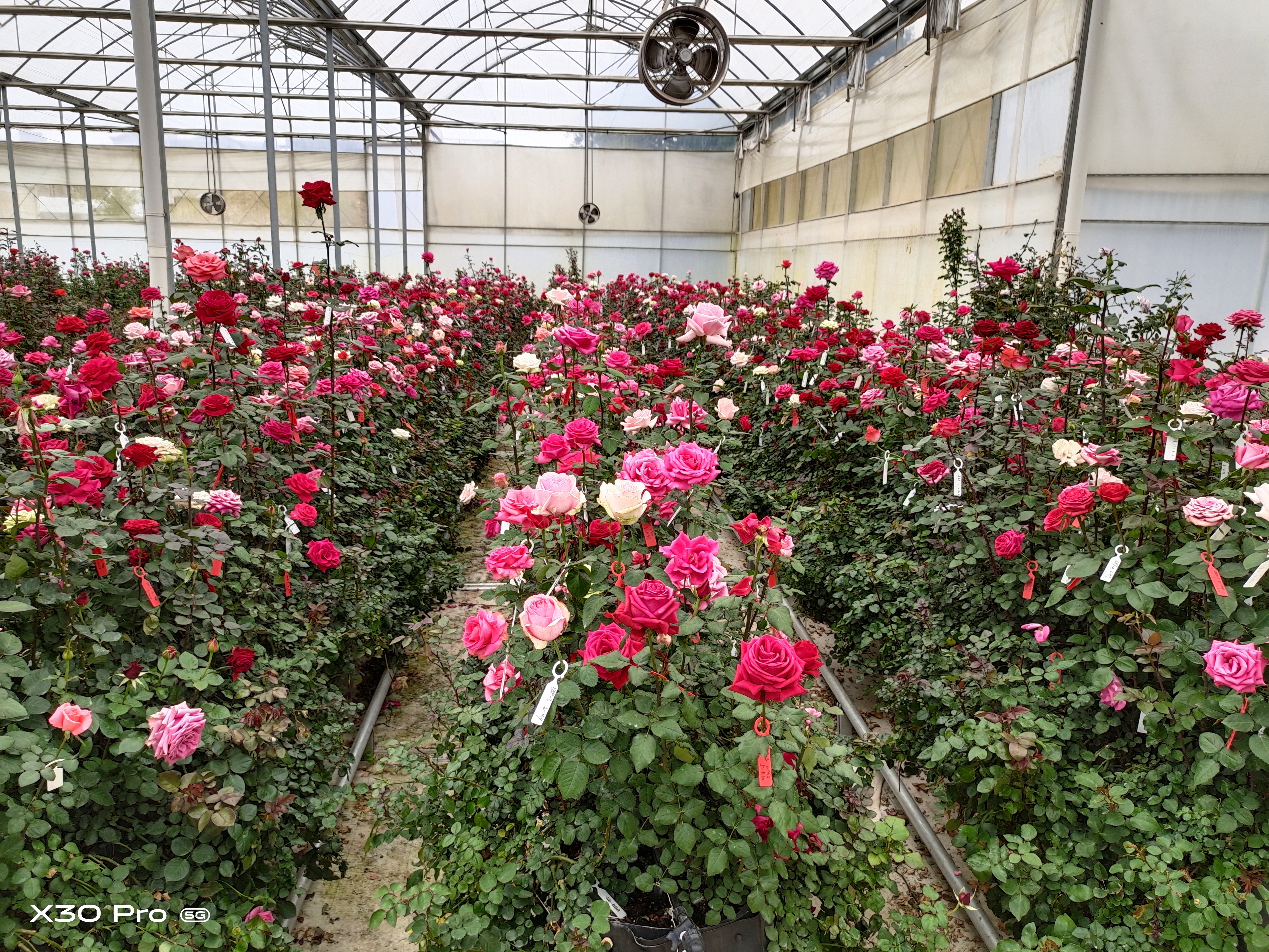我在北京“走花路”:探访顶流花魁的“硬核爸妈” 我在北京“走花路”:探访顶流花魁的“硬核爸妈”