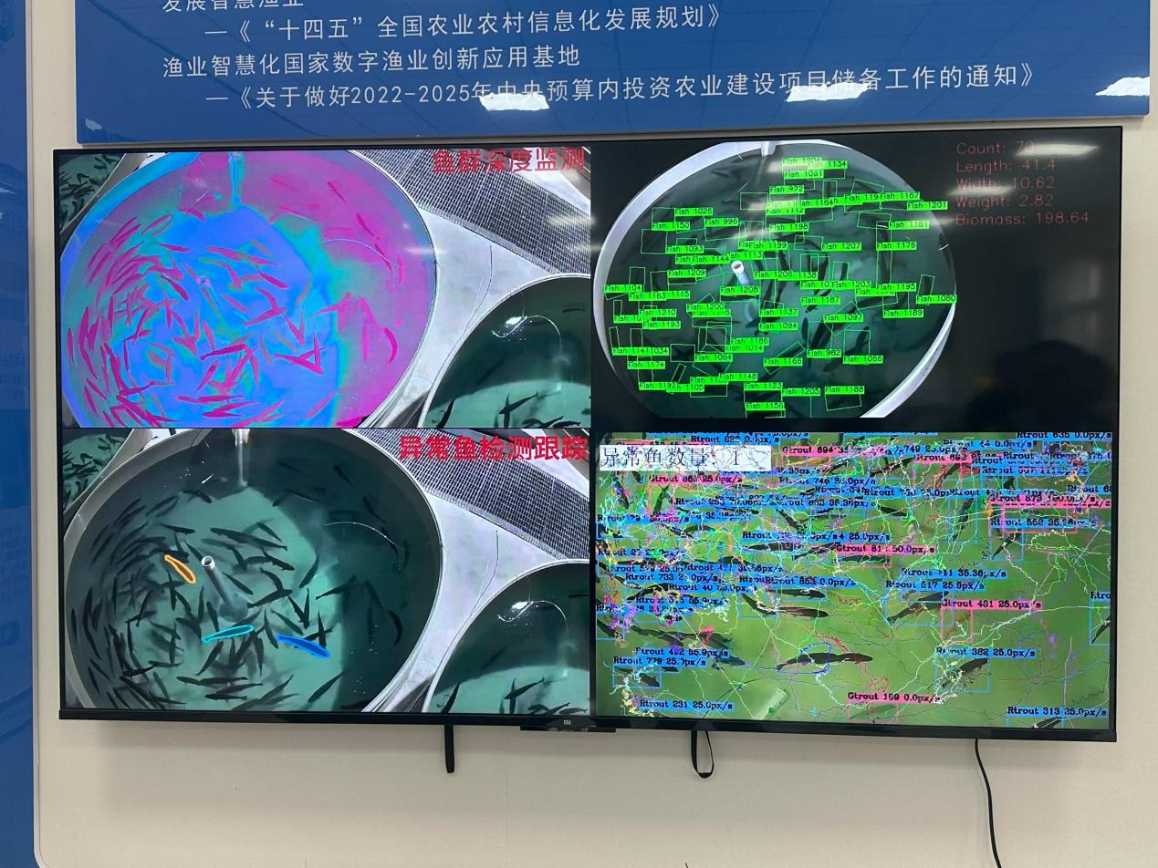 大国粮策 | 秦岭深处“工厂养鱼”：不换水、不施肥，如何养出“国际范”的冷水鱼？