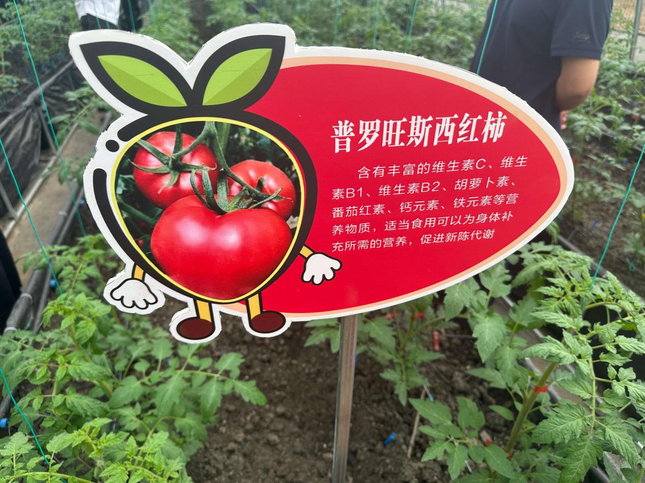 大国粮策 | 一座智慧大棚管十年？这里的“懒人农业”有点酷