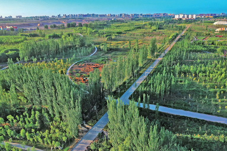 40年接力治沙植绿——柯柯牙,荒原上的绿色奇迹