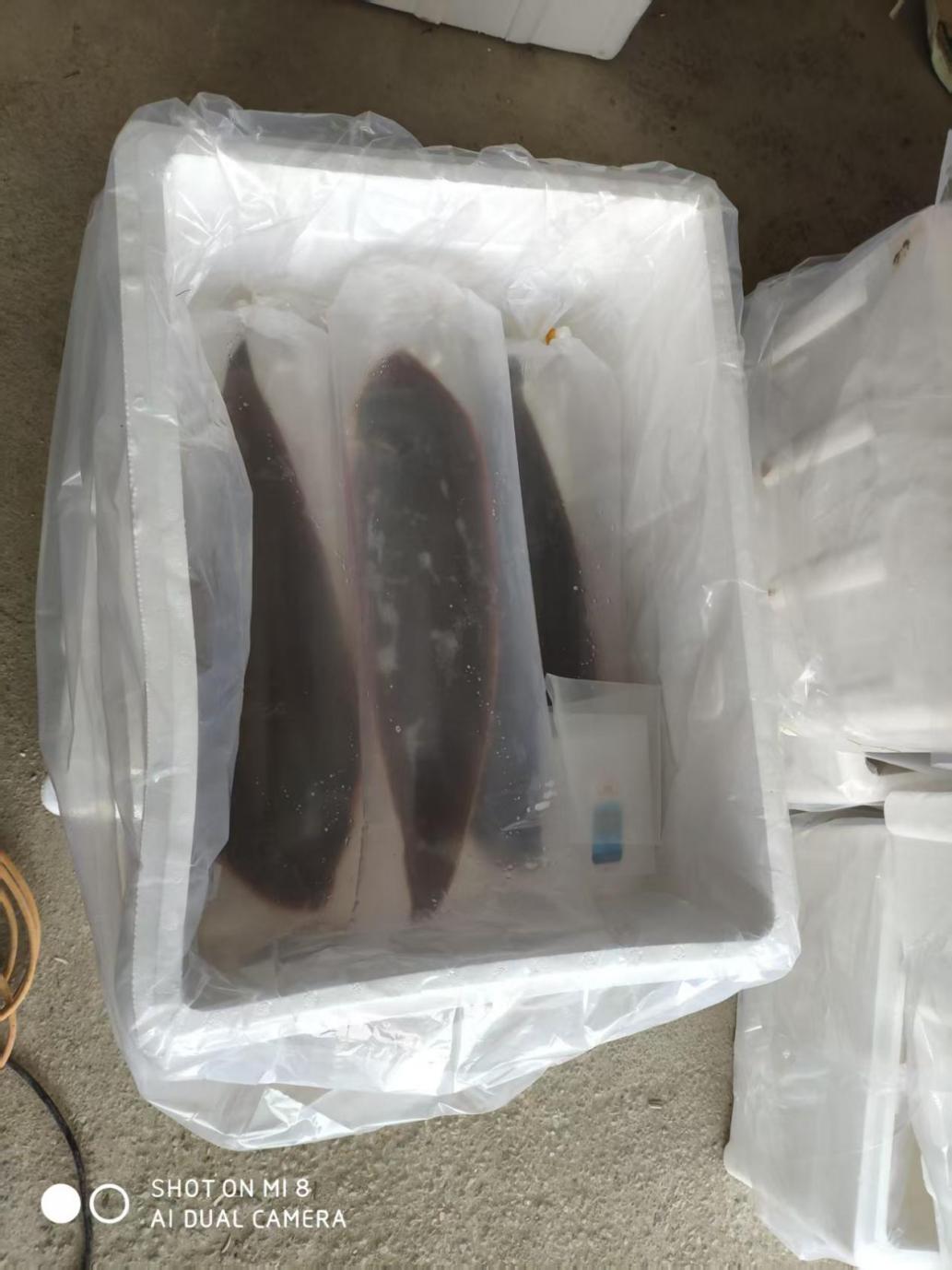 活鱼也能长途“睡”着运？不用麻药，一觉直达餐桌