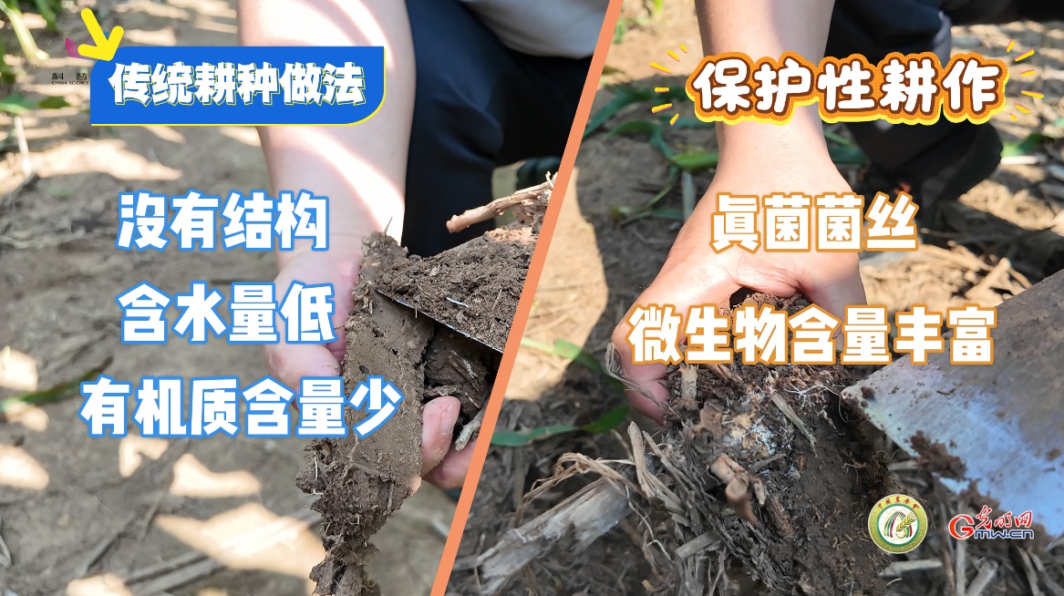 大国粮策·梨树行｜一件白T恤，见证黑土重生