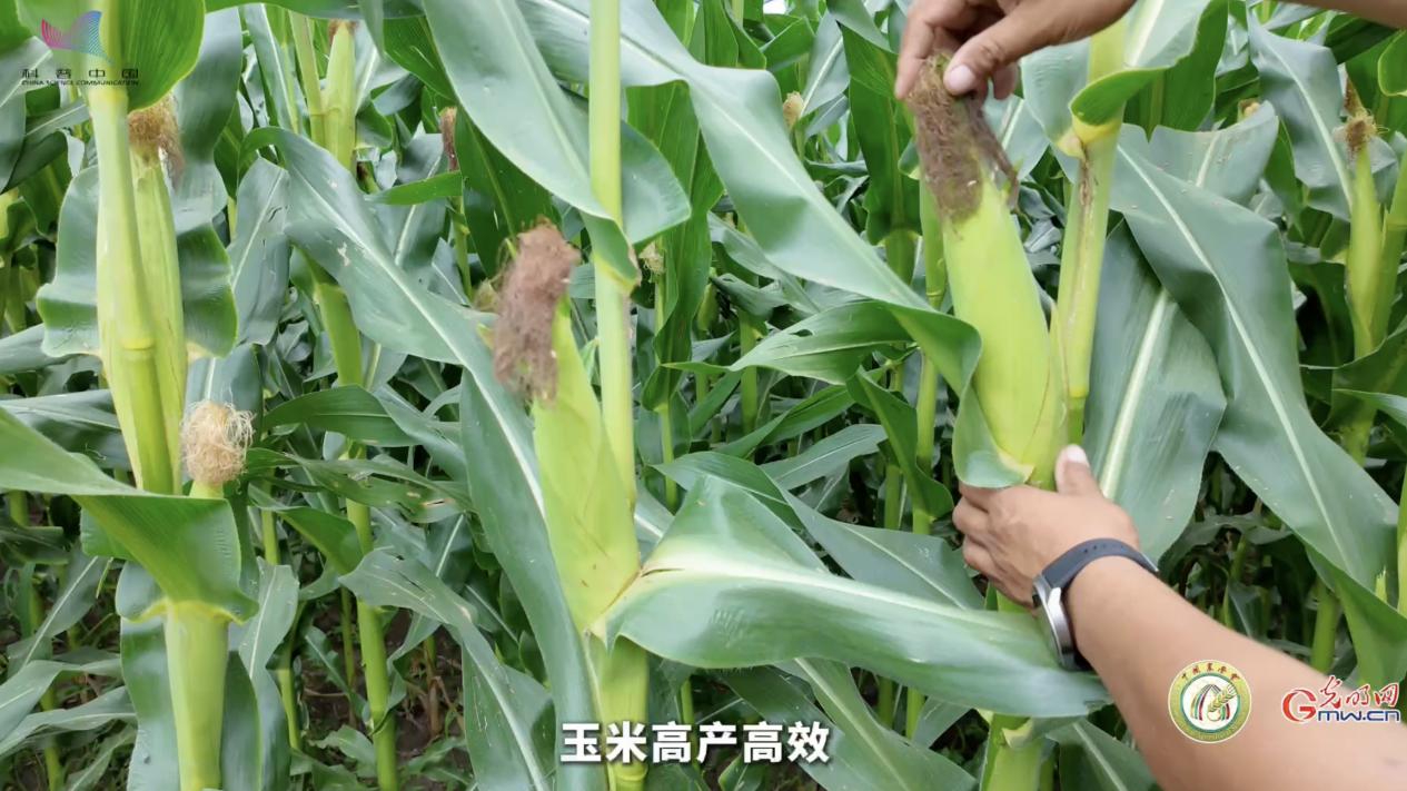 大国粮策·梨树行｜一场洪涝后，田间写就论文