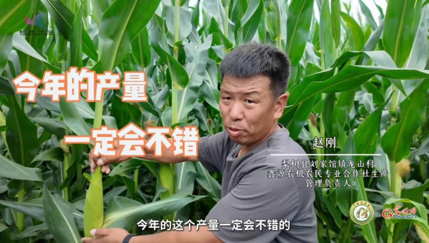 大国粮策·梨树行｜从计算器到铁锹，算清农民“种地”这笔账