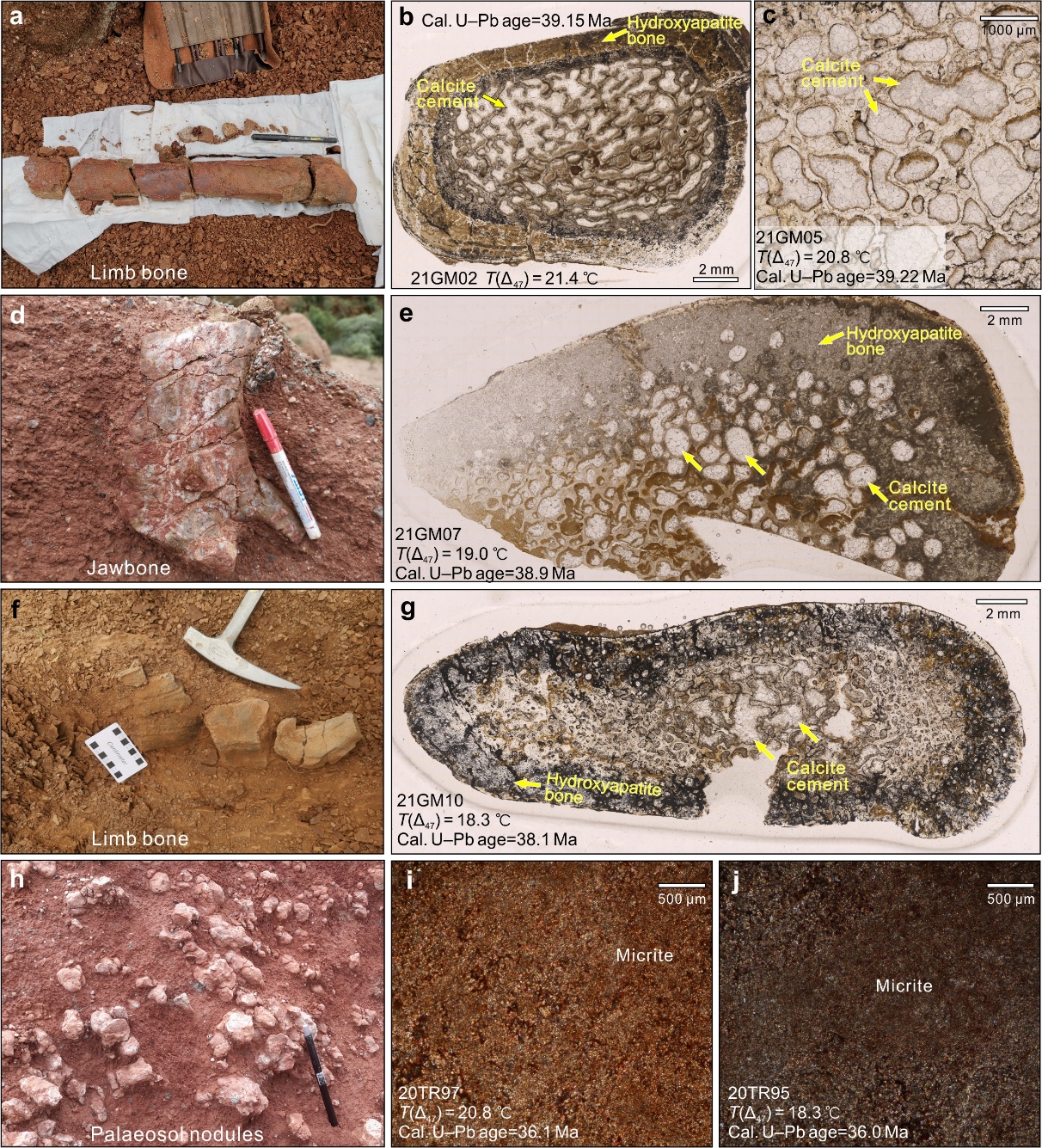 【科研论文科普解读】3900万年前，横断山就开起了“生物派对”