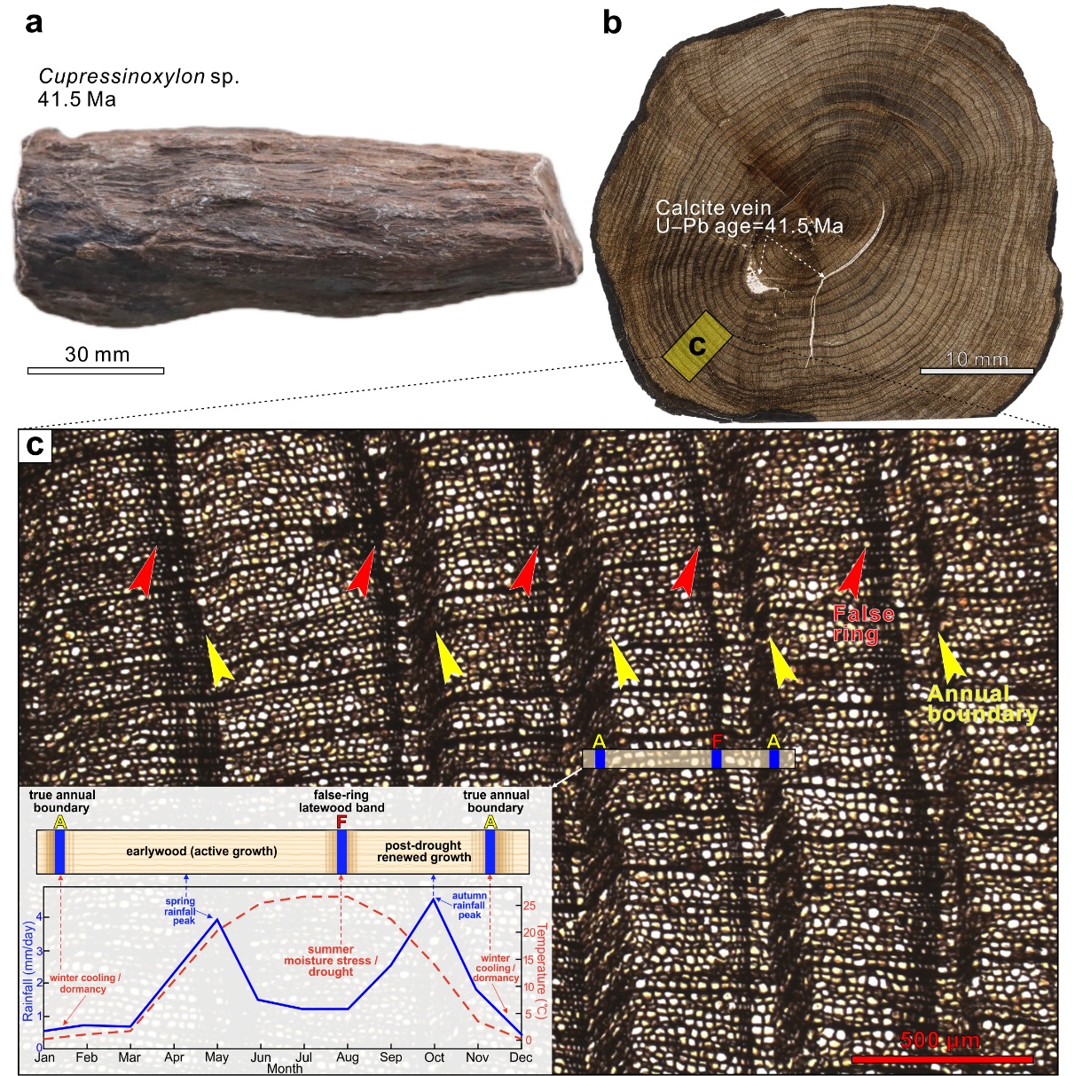 【科研论文科普解读】3900万年前，横断山就开起了“生物派对”