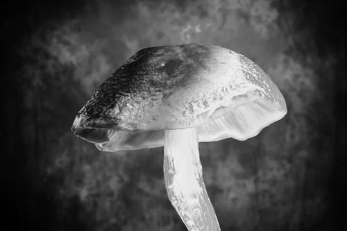 迷幻蘑菇化合物可预防化疗副作用