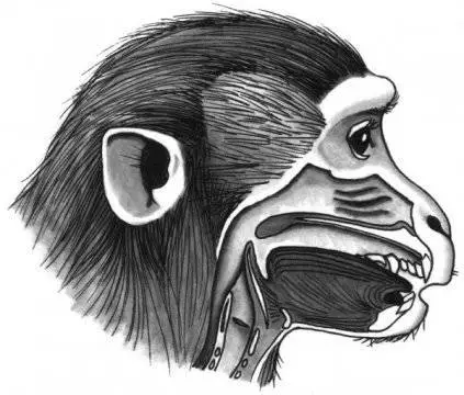 猴子的身体解剖图图片