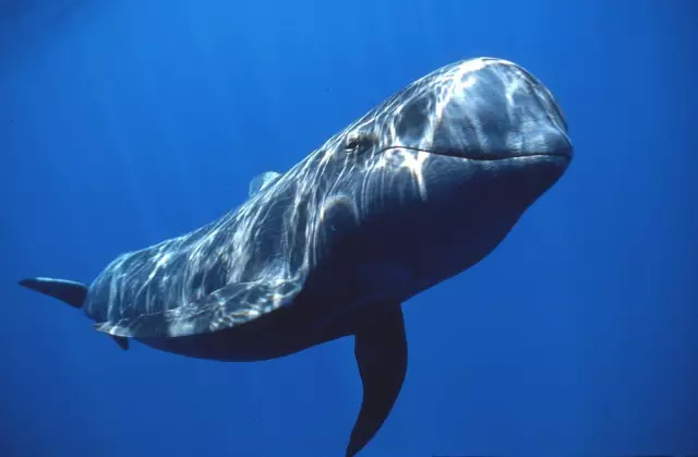 鲸的便便能有什么用？