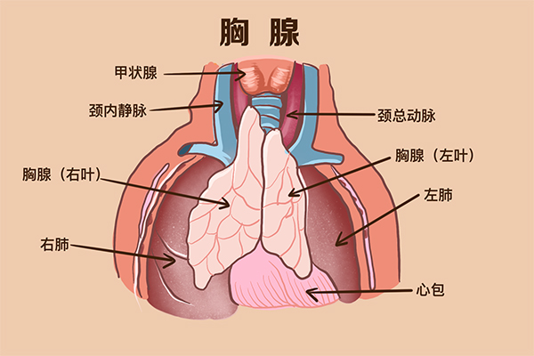 胸腺的正确位置图片图片