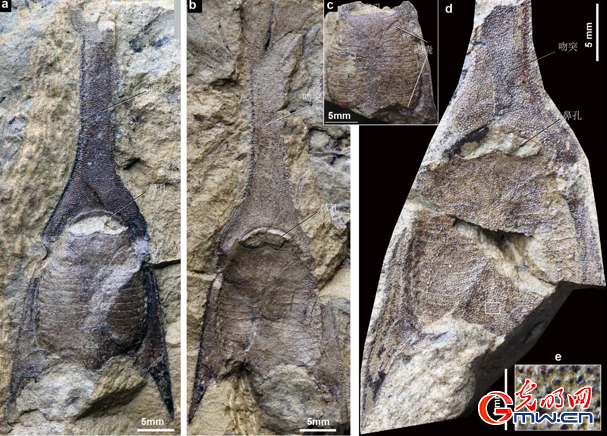 “古鱼王国”首次发现4.1亿年前游动的“三叉戟”