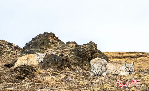 “去三江源国家公园见到野生动物的概率是100%”,他为何能自信承诺? “去三江源国家公园见到野生动物的概率是100%”,他为何能自信承诺?