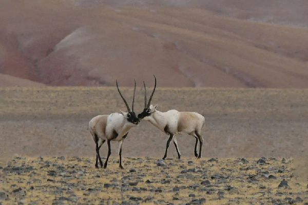 “去三江源国家公园见到野生动物的概率是100%”,他为何能自信承诺? “去三江源国家公园见到野生动物的概率是100%”,他为何能自信承诺?