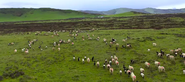 “去三江源国家公园见到野生动物的概率是100%”,他为何能自信承诺? “去三江源国家公园见到野生动物的概率是100%”,他为何能自信承诺?