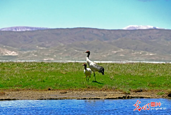 “去三江源国家公园见到野生动物的概率是100%”,他为何能自信承诺? “去三江源国家公园见到野生动物的概率是100%”,他为何能自信承诺?