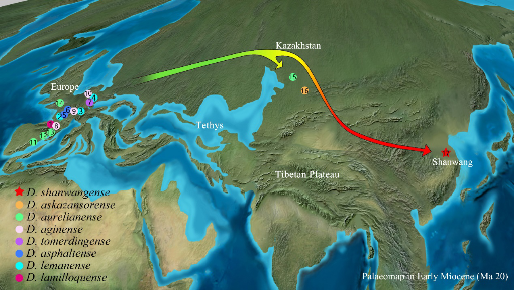 研究发现1800万年前犀牛与众不同的迁徙路线