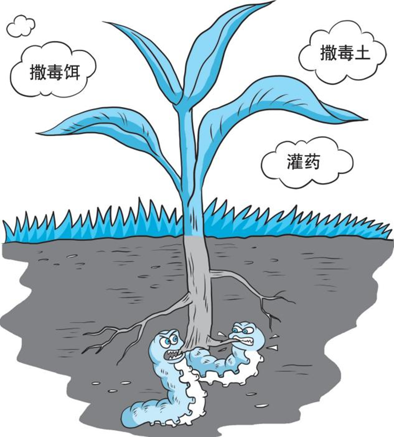 【科学种植百问百答】怎样防治夏玉米田苗期二点委夜蛾为害？