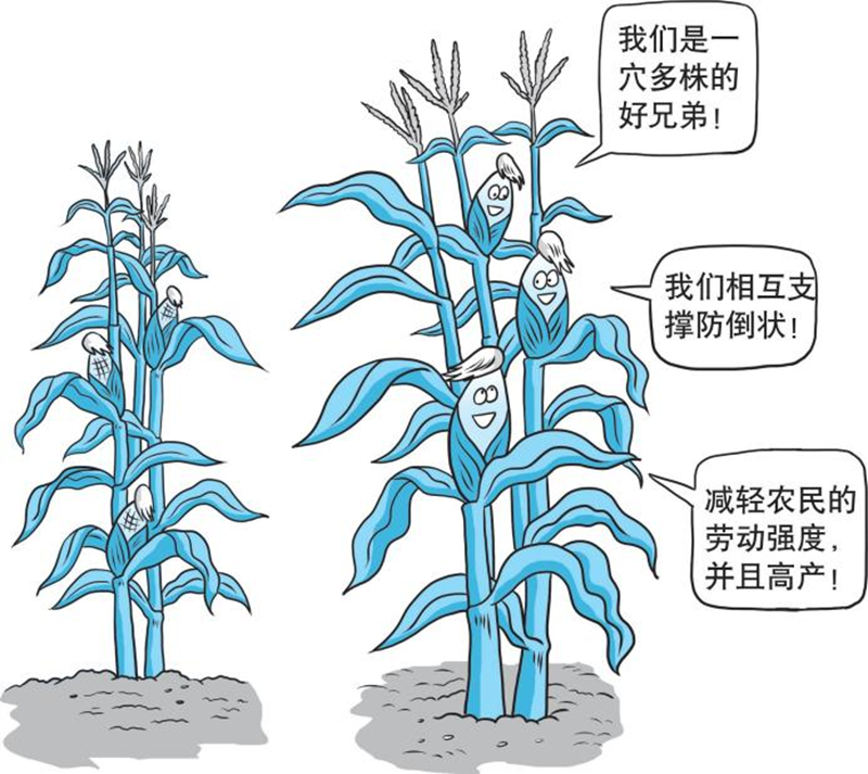 【科学种植百问百答】玉米一穴多株种植好不好? 【科学种植百问百答】玉米一穴多株种植好不好?